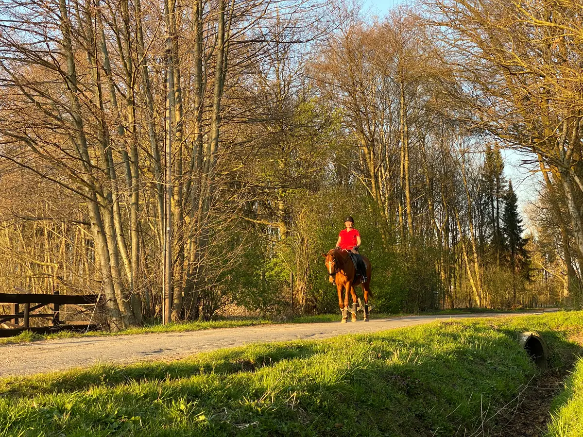 Ausritt auf einem Waldweg direkt am Hof