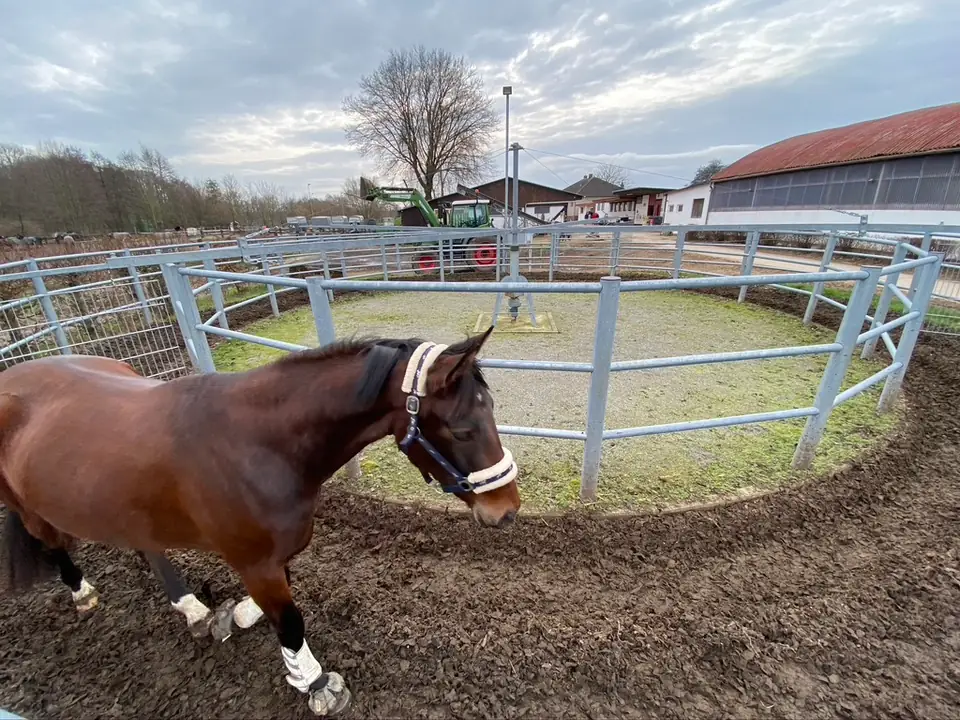 Freilauf-Führanlage mit Swing-Ground-Boden