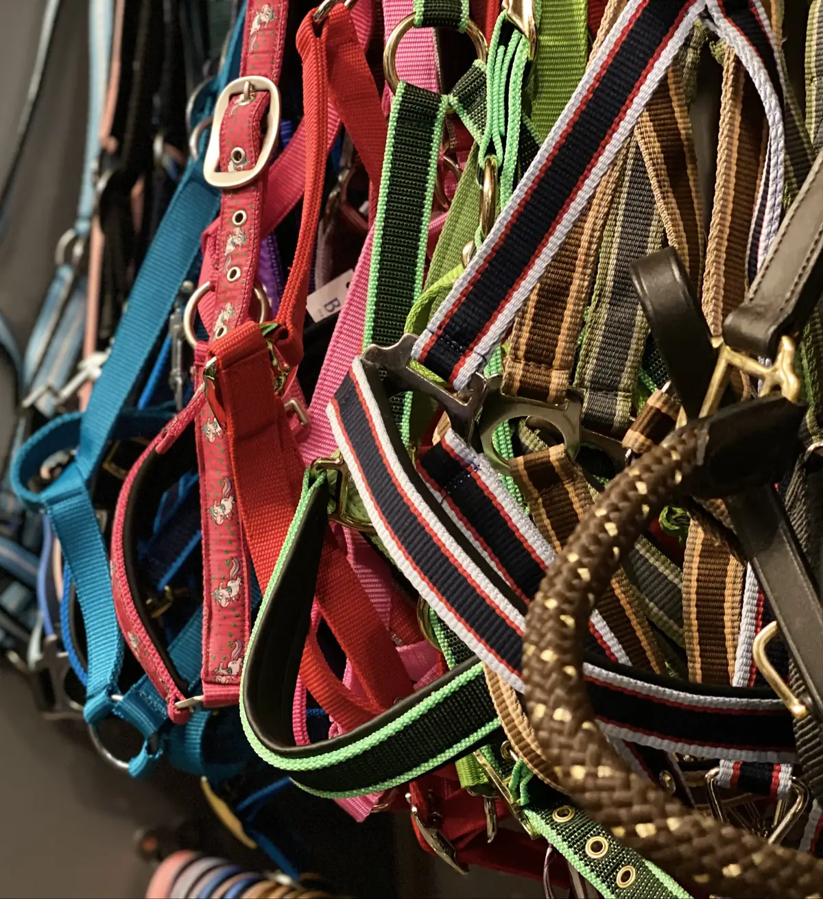 Bunte Halfter im Reitsport-Fachgeschäft Pferdewelt Stelingen