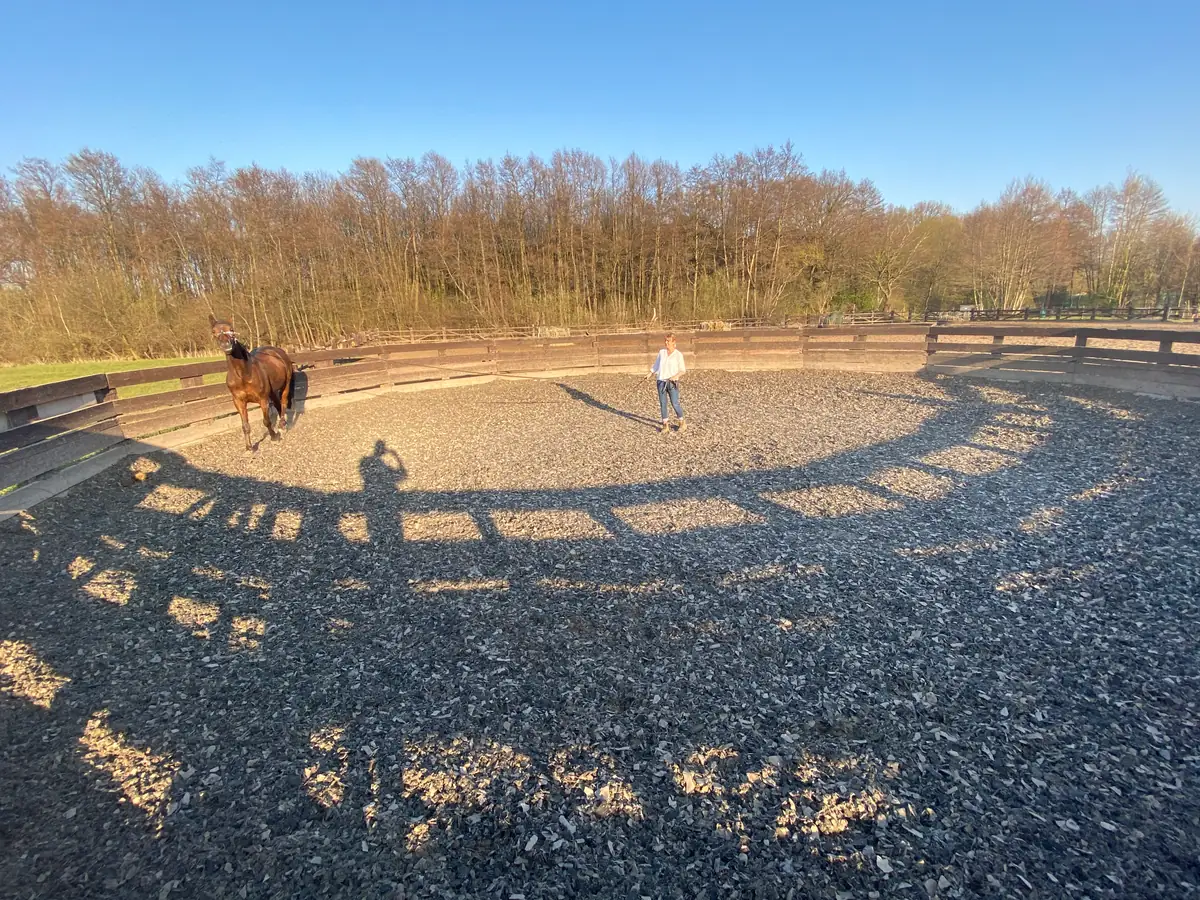 Pferd im eingezäunten Round Pen mit Swing-Ground-Boden