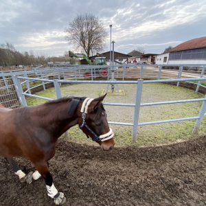 Freilauf Führanlage Pferdehof Jens Less