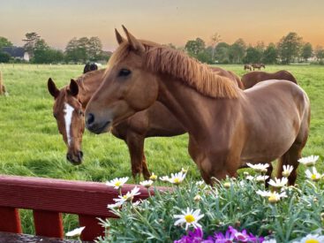 Pferde auf der Grünen Wiese beim Reiterhof Less bei Hannover